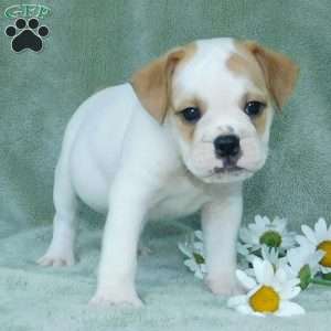 Jasper, Miniature Bulldog Puppy